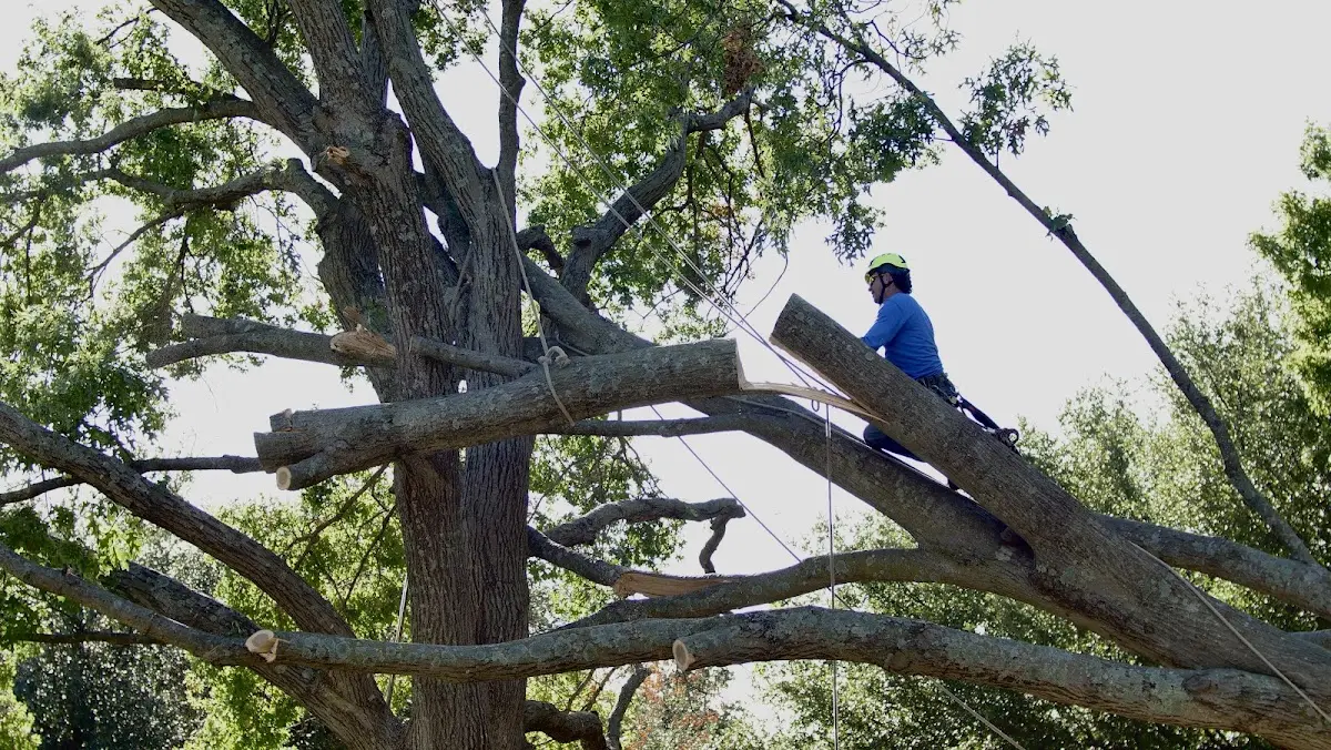 Professional Hazardous Tree Removal performed by certified arborists in Taftville